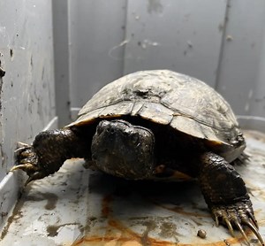'We Are Straining To Keep Our Doors Open': Turtle Rescue Of The Hamptons Needs Help, Plans Fundraiser