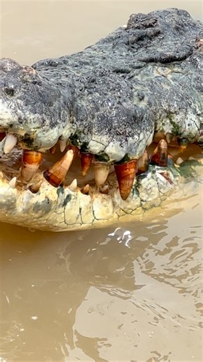 🏊‍♂️🐊 In the water: The fastest human swimmer can reach around 8km/h, but a Saltwater Crocodile surges at 28km/h, over 3 times faster! 🏃‍♂️🐊 On land: Saltwater Crocodiles can burst up to 10-12km/h, but the average human sprint speed is about 24km/h, meaning on land, we’ve got the edge. 🌊➡️🐊 Moral of the story? Stay on land!! | Wildman Adventures