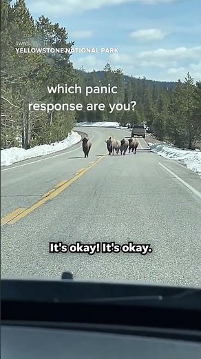 Friends have very different reactions to approaching herd of bison #Shorts
