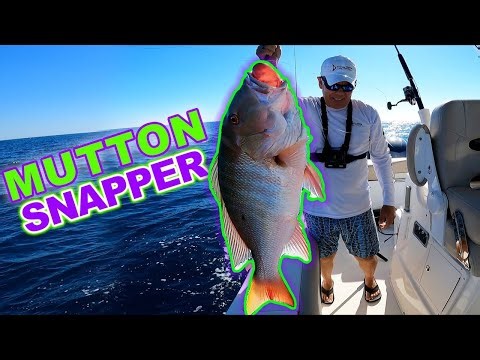 Catching a MUTTON SNAPPER off Key Largo