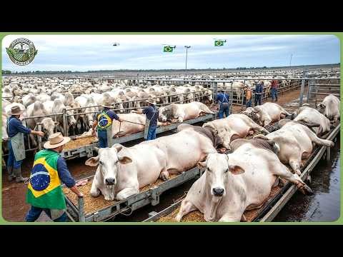 How Brazil Leads the World with 1.1 Billion Tons of Agricultural Products – Massive Modern Farming