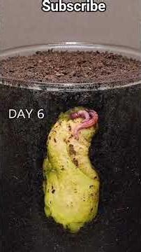 Watching plants grow never gets old.Nature in fast forward."#plants#timelapse#satisfying#nature