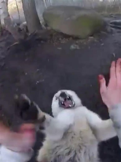 Half-Life Dog Meme Compilation