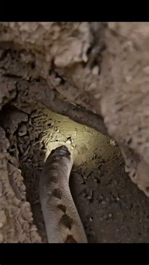 POV: A Sand Boa Moving Beneath Desert Sand 🐍 | Eryx Snake