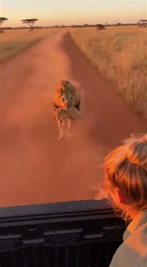 Lion Tries Jumping Into Moving Truck With His Cub — But Falls Back Hard 😱🦁💥 #shorts