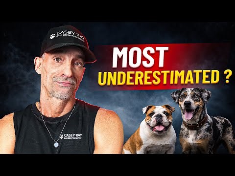 Top 5 Dog Breeds Most People Underestimate (They’re NOT What You Think)