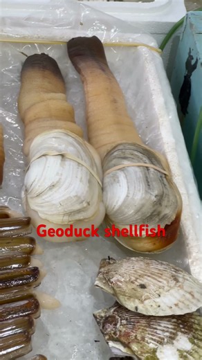 Geoduck types of shellfish