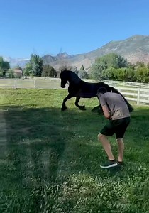 Oh my goodness, today was absolutely amazing!!! 😱 Cor the King was a superstar, as always! 🎥 Here’s a little clip of how spectacular he was as he galloped around the pasture! He was a a very happy boy! My son, David, did awesome. I love working with him… Erika and I had a ball with our handsome boys! Ziggy was a star, too! We had sooo much fun!!! 😄♥️🐎 Doesn’t Cor look absolutely stunning?!!! 😱🖤🤩 If you enjoyed our video, be sure to Like, Follow, and engage so you’ll be notified when we po