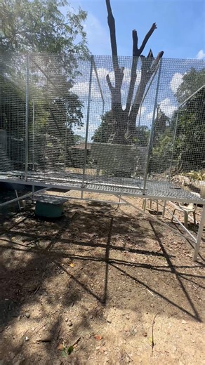 Thank you to our generous sponsors for this huge breeding enclosure—our biggest one yet at Myko’s Aviary! Measuring 1.8 m × 1.8 m × 3.6 m, this pen marks the final project for 2025. We wholeheartedly thank our sponsor for making this milestone possible — you know who you are! | Myko's Aviary