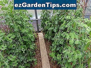 Comment faire pousser Hardy Hibiscus 🌱 Conseils Jardiniers - Fr.ezGardenTips.com