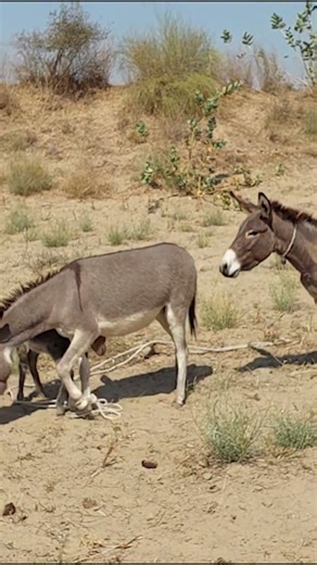 Donkey with kid #animals #farmanimalct #funnydonkey #wildlife #animallife #funnyanimal