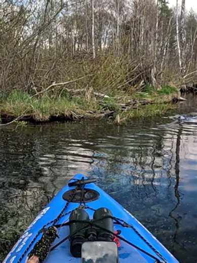 Big Brown Trout on a River: Wild Trout Lure Fishing