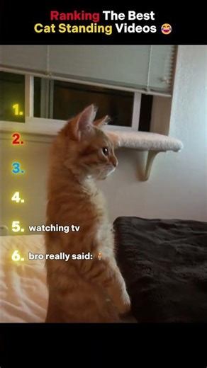 Ranking The Best Kitten Standing Moments