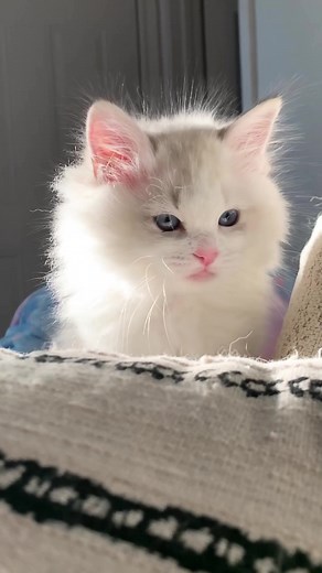 Whenever I need anything for my kittens, I make sure to visit my local Petsmart. They have everything you need! @PetSmart #Anythingforpets #ProPlanPartner