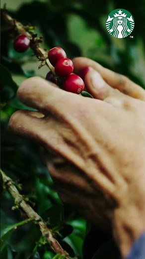 The Secret Behind Arabica Beans | Starbucks Coffee At Home