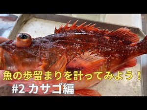 魚の歩留まりを計ってみるシリーズ #2 カサゴ編 #魚 #捌く