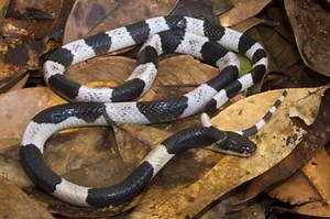 Bungarus candidus - Alchetron, The Free Social Encyclopedia