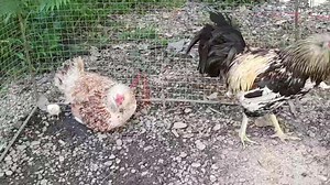 Lesson #18 Breeding & Raising Backyard Chicken To ensure that there will be no inbreeding in your Free-Range Chicken Yard, practice Single-Mating in producing your breeding materials. By doing this, you will be sure that your male line will not come from the same parents as your female line, or vice versa. From the single mating, you could produce distinct families which you could cross-breed to maintain hybrid vigor. #farmisthebestclassroom! | MannyPiñol