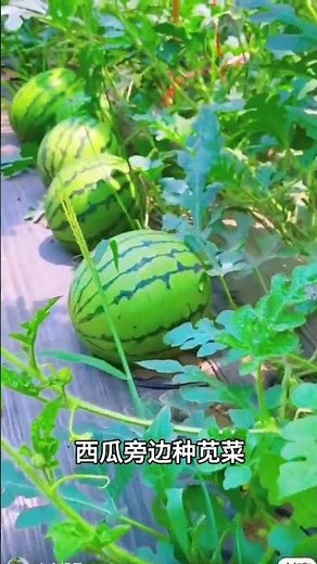 Small Garden, Big Harvest: Master Intercropping Techniques