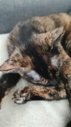 Вот котёнок как и обещал