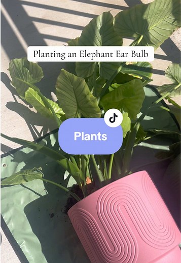 Planting an Elephant Ear Bulb: A Beginner's Guide