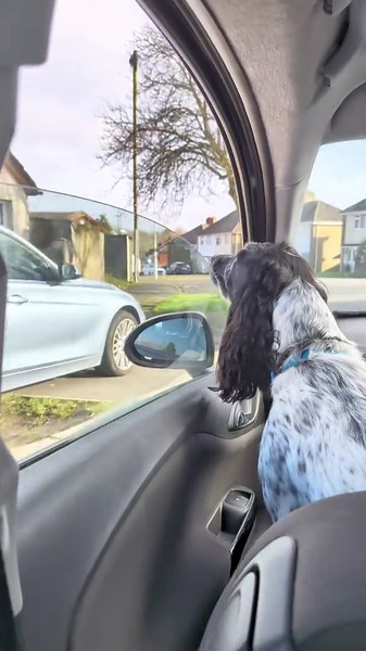 From being extremely anxious, barking and crying non stop to smiling and loving life in the front seat! He now loves his car rides 🥰 #spaniel #sprocker #dogtok #rescuedog #dogbehaviour