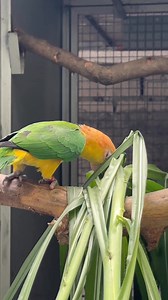 Super napier treat (Caique parrot) | Myko's Aviary