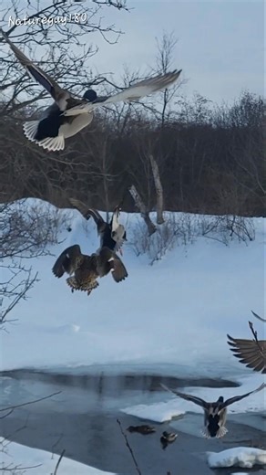 Mallard Duck Flock Lands #youtubeshorts #wildlife #winter #shorts #video