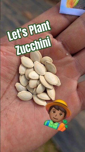 Planting Zucchini Seeds? Try Pointy Side Down for Better Germination | Gardening Tips & Homesteading