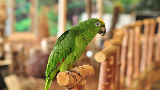 Tiny Parrot Learning Wave and Say 'Hi' Is the Cutest Thing You'll See All Week