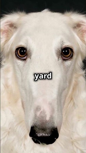 Borzoi Dogs 101: Amazing Dog Facts In 60 Seconds 🐶🕒