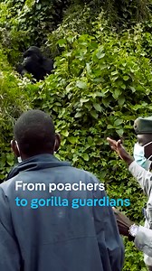 From poachers to gorilla guardians