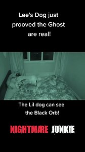 13K views · 142 reactions | Dog Proves Ghost Are Real Incredible Dog Footage Proves Ghosts Exist #Scary #Spooky #creepy #haunted #paranormal #ghosts #demon | The Other Side 2.0 | Facebook