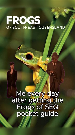 1.5K views · 19 reactions | You'll be hopping mad for frog-spotting once you're armed with a copy of our latest pocket guide, Frogs of South-East Queensland. Packed with high-quality photographs, species insights and helpful ID tips, it's a ribbiting read for any amphibian aficionado.  Available from the QM Shop, online and in-store: shop.qm.qld.gov.au #QldMuseum #QMKurilpa #QMPublishing #FrogsOfSEQLD #FrogID #SEQLDWildlife | Queensland Museum Kurilpa | Facebook