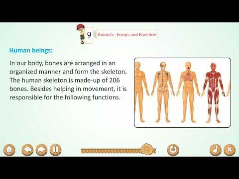 Ch 9 | Animals : Forms and Function | Science | Class 6 | For children