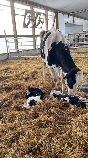Double trouble! Two backwards calves made for an eventful morning. One alive and well, and one, unfortunately, stillborn. Sound on for narration. | Dairy Farm “Tails” from Moo to You