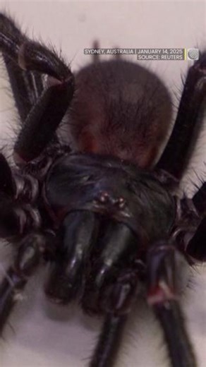 12K views · 72 reactions | Hope this doesn’t fuel your arachnophobia! ️ A newly classified species of the Sydney funnel-web spider has been discovered in Australia—and it’s a venomous big boy.  Would you want to meet this guy in the wild? Watch more video: https://ow.ly/IAKo50UHgOA | The Weather Network | Facebook