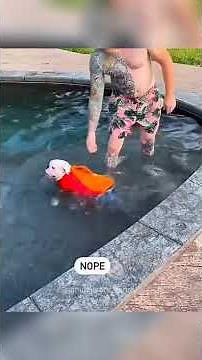 Dogs Howling to Taylor Swift 🎶🐕 – Painfully Adorable!