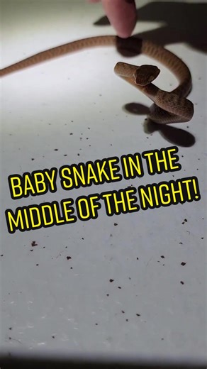 Baby Snake Encounter at Night!