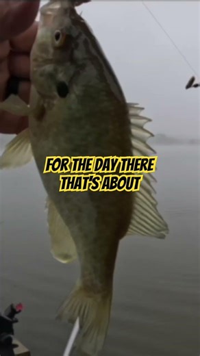 That’s WHAT We Are TRYING To CATCH! | PANFISHING #thenextcast #fishing