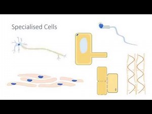 Specialised Cells