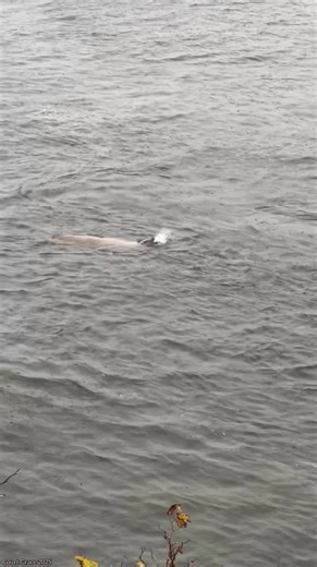 T28A‘s in Ketchikan, Alaska on October 29th, 2025 ☀️ Fantastic video taken from shore by Court Grace 🙏 Thank you so much! „Court reported the orcas had exhausted the sea lion, possibly injured it, who was catching his breath close to shore. Shallow enough the pod left it alone. But about 30 minutes after this video, eventually the pod got to the sea lion.“ T28A Slocum, 1994, female T28A1, 2012, male T28A2, 2018, unknown T028A3, 2021, unknown - The letter "T": Indicates the orca belongs to the B