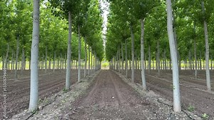 Long rows of poplar trees are growing in a managed plantation, cultivated for sustainable biomass and renewable energy production, showcasing modern forestry practices