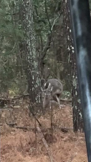 Pie bald deer friends sleep behind shed #wilddeer #wildanimals