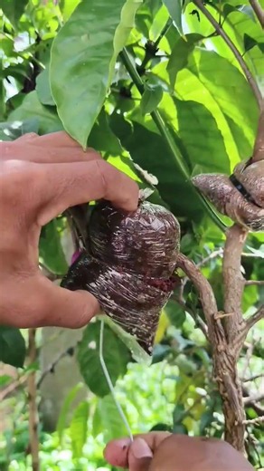 Nature’s Plant Propagation Method 🌿🔥