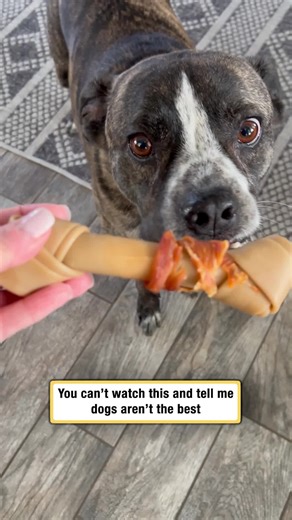 Pure joy for the best boy 🥰 #afv #dogs #funnyvideos | dogs