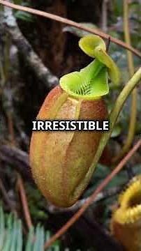 The Plant That Eats Rats?! Giant Pitcher Plant Shocker 🌱🐀