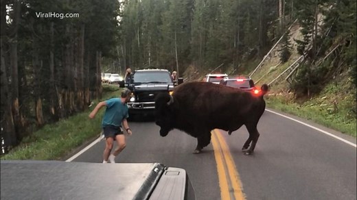 Man taunts bison at Yellowstone