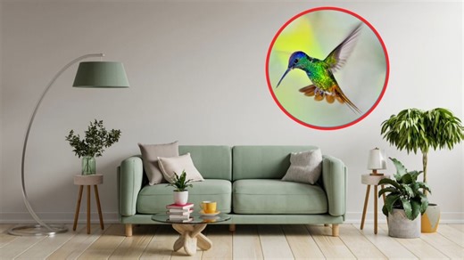 Cómo hacer un néctar casero con 2 ingredientes para atraer la visita de colibríes a tu hogar