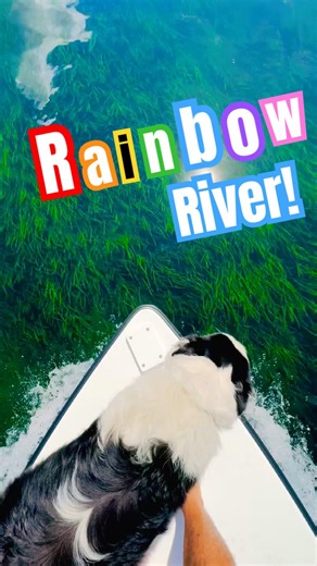 The Clearest Water In Florida - Rainbow River springs 🌈 #florida #boat #rainbow